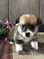 Presley, a male Pembroke Welsh Corgi for sale in Mayslick, KY – 5 of 6