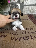 AKC Pongo, a male Pembroke Welsh Corgi for sale in Mayslick, KY – 3 of 6