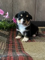 Paige, a female Pembroke Welsh Corgi for sale in Mayslick, KY – 7 of 8