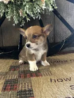 Presley, a male Pembroke Welsh Corgi for sale in Mayslick, KY – 4 of 10