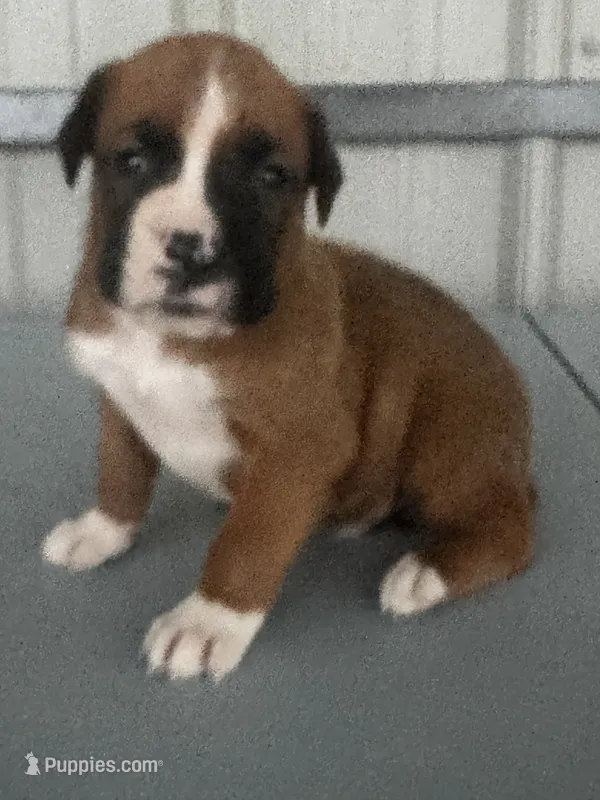 Bracey – Boxer puppy for sale in Mayslick, KY