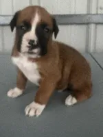 Bracey, a male Boxer for sale in Mayslick, KY – 5 of 7