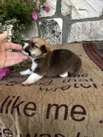 AKC Pongo, a male Pembroke Welsh Corgi for sale in Mayslick, KY – 4 of 6
