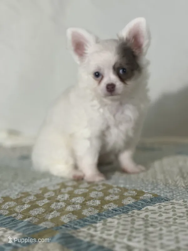AKC Carter – Chihuahua puppy for sale in Mayslick, KY