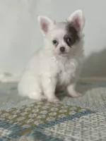 AKC Carter, a male Chihuahua for sale in Mayslick, KY – 1 of 10