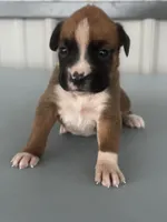 Becca, a female Boxer for sale in Mayslick, KY – 4 of 6