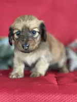 Dasher, a female Miniature Dachshund for sale in Mayslick, KY – 9 of 10