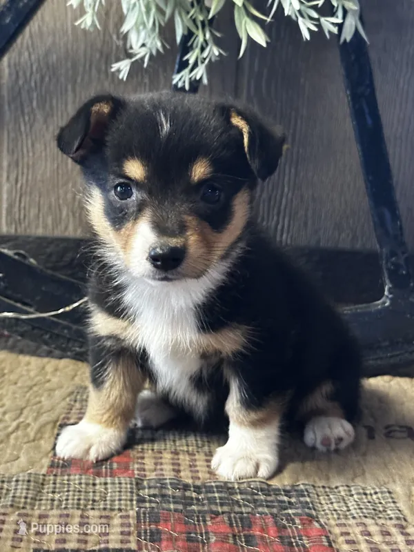 Paige – Pembroke Welsh Corgi puppy for sale in Mayslick, KY