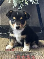 Paige, a female Pembroke Welsh Corgi for sale in Mayslick, KY – 3 of 10