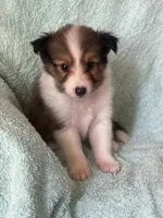 AKC Shadow, a male Shetland Sheepdog for sale in Mayslick, KY – 3 of 10
