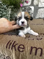 AKC Preston, a male Pembroke Welsh Corgi for sale in Mayslick, KY – 3 of 5