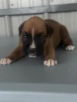 Brock, a male Boxer for sale in Mayslick, KY – 7 of 7