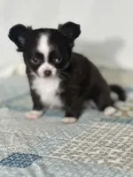 AKC Chenille, a female Chihuahua for sale in Mayslick, KY – 7 of 10