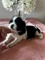 CKC Sheri, a female Shih Tzu for sale in Mayslick, KY – Photo 2 of 5