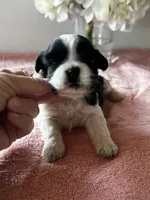 CKC Sheri, a female Shih Tzu for sale in Mayslick, KY – Photo 3 of 5