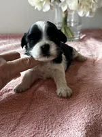 CKC Sheri, a female Shih Tzu for sale in Mayslick, KY – Photo 4 of 5