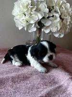 CKC Sheri, a female Shih Tzu for sale in Mayslick, KY – Photo 1 of 5