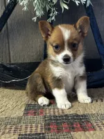 Prudence, a female Pembroke Welsh Corgi for sale in Mayslick, KY – 5 of 10
