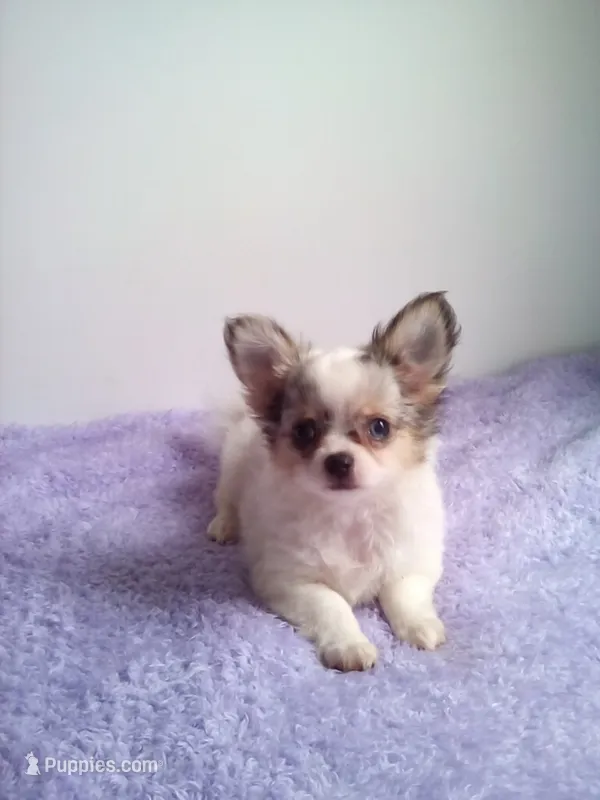 CKC Cloudy – Chihuahua puppy for sale in Mayslick, KY