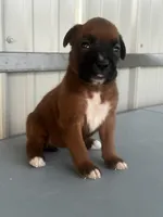 Bailey, a female Boxer for sale in Mayslick, KY – 2 of 6