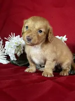 Delilah, a female Miniature Dachshund for sale in Mayslick, KY – 8 of 9