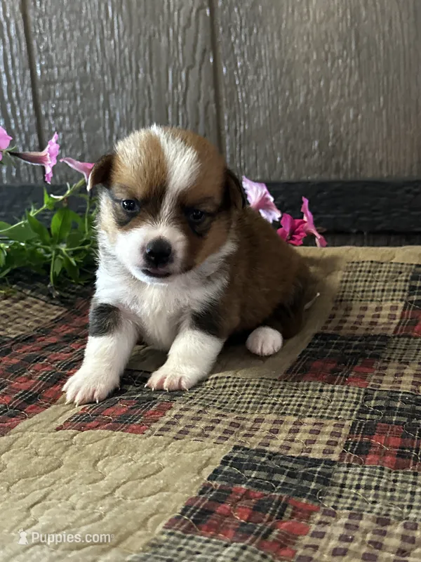 Prudence – Pembroke Welsh Corgi puppy for sale in Mayslick, KY