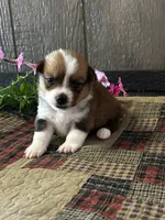 Prudence, a female Pembroke Welsh Corgi for sale in Mayslick, KY – 1 of 6