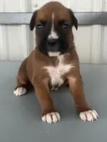 Bria, a female Boxer for sale in Mayslick, KY – 5 of 6