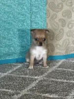 Caramel, a female Chihuahua for sale in Mayslick, KY – Photo 6 of 10