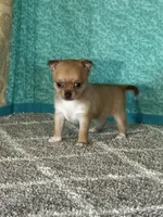 Caramel, a female Chihuahua for sale in Mayslick, KY – Photo 4 of 10