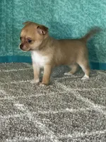 Caramel, a female Chihuahua for sale in Mayslick, KY – Photo 7 of 10