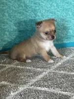 Caramel, a female Chihuahua for sale in Mayslick, KY – Photo 10 of 10