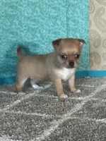 Caramel, a female Chihuahua for sale in Mayslick, KY – Photo 8 of 10