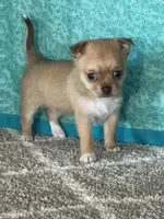 Caramel, a female Chihuahua for sale in Mayslick, KY – Photo 3 of 10