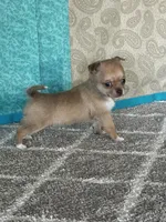 Caramel, a female Chihuahua for sale in Mayslick, KY – Photo 9 of 10