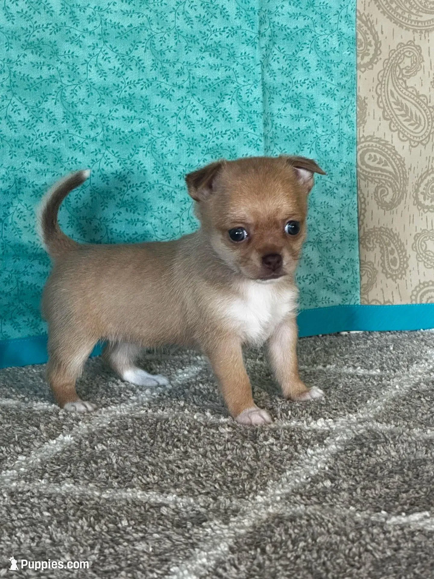 Caramel – Chihuahua puppy for sale in Mayslick, KY