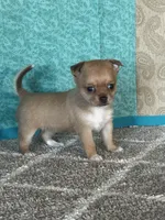 Caramel, a female Chihuahua for sale in Mayslick, KY – Photo 1 of 10