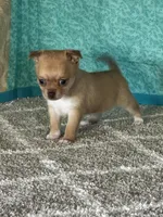 Caramel, a female Chihuahua for sale in Mayslick, KY – Photo 5 of 10