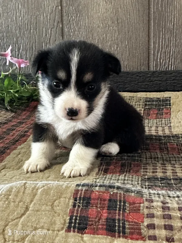 AKC Princess – Pembroke Welsh Corgi puppy for sale in Mayslick, KY