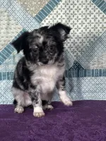 AKC Calvin, a male Chihuahua for sale in Mayslick, KY – 3 of 10