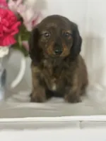Dasher (long-haired), a male Miniature Dachshund for sale in Mayslick, KY – 10 of 10