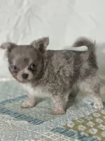 AKC Carson, a male Chihuahua for sale in Mayslick, KY – 10 of 10
