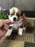 Prudence, a female Pembroke Welsh Corgi for sale in Mayslick, KY – 5 of 6