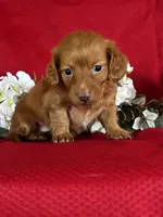 Dana, a female Miniature Dachshund for sale in Mayslick, KY – 5 of 10