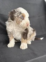 Boomer, a male Miniature Bernedoodle for sale in Mayslick, KY – 6 of 10