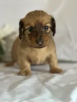 Dasher, a female Miniature Dachshund for sale in Mayslick, KY – 7 of 10
