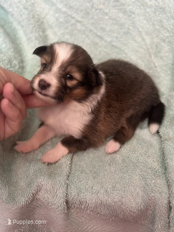 Shiloh – Shetland Sheepdog puppy for sale in Mayslick, KY