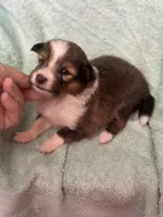 Shiloh, a male Shetland Sheepdog for sale in Mayslick, KY – 2 of 6