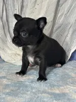 Camille, a female Chihuahua for sale in Mayslick, KY – 9 of 9