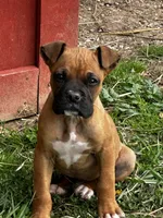 Bailey, a male Boxer for sale in Mayslick, KY – Photo 3 of 8